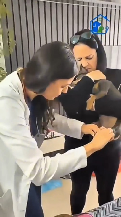 Veterinária da Visita Vet examinando um cão no colo da tutora, dentro de casa